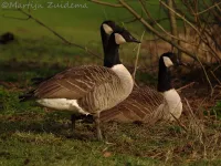 Middelste Canadese Gans [Branta canadensis parvipes]